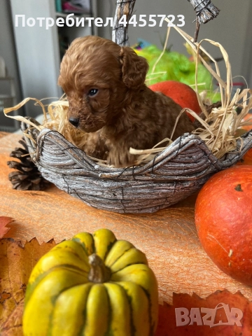 Прекрасни той-пудели готови за нов дом, снимка 3 - Пудели - 52417196