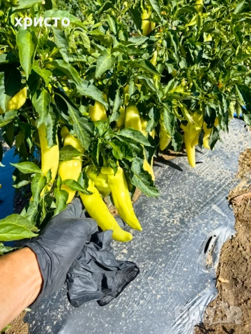Разсад - домати, краставици, пипер, патладжани, пъпеши, дини и др., снимка 8 - Разсади - 53760110
