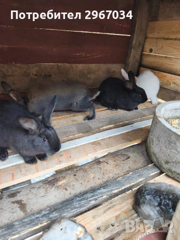 зайци мъжки женски , снимка 2 - Декоративни зайчета - 53442199