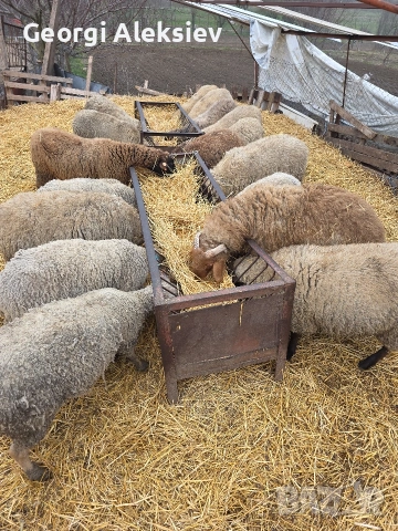 20 броя млади овце от месодайни породи, снимка 8 - Овце - 53854265