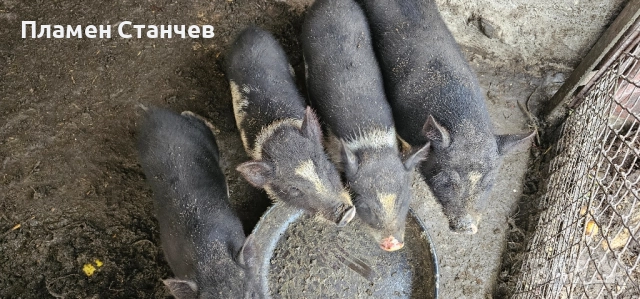 виетнамски прасета, снимка 4 - Дартс - 51886098