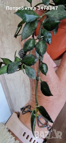 Hoya Krohniana black leaves, снимка 2 - Стайни растения - 45593605