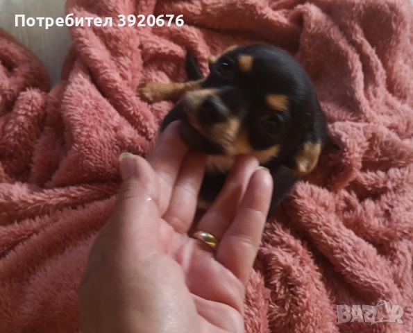 Пинчер - Чихуа, снимка 1