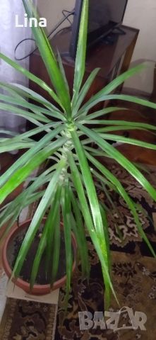 Палма , снимка 4 - Стайни растения - 46008115