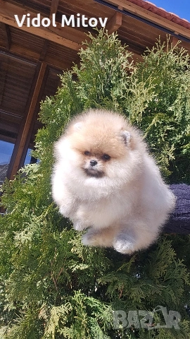 Мини Померан момиче 