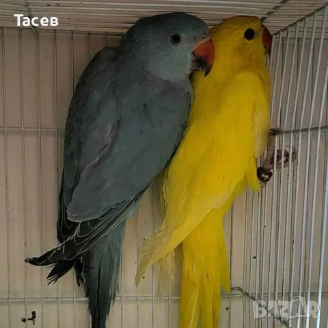 Малък александър