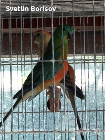 Двойка пойни папагали, снимка 1 - Папагали - 46063930