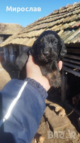 Малки кокерчета, снимка 7 - Кокер шпаньол - 52961271