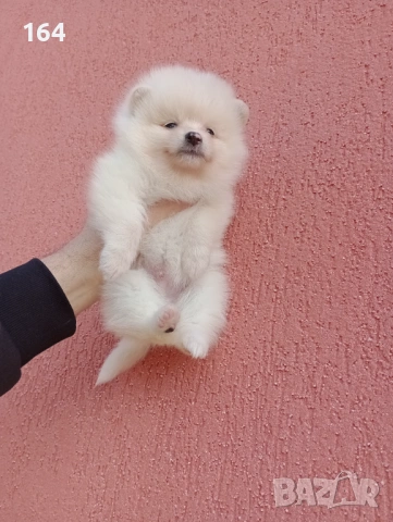 Богат избор на Померанчета. Реални снимки! 