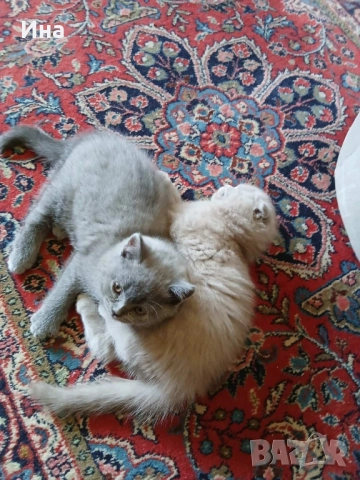 шотландски котки, снимка 8 - Други - 51869275