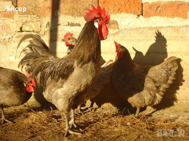 Продавам яйца от Брезе, снимка 5 - Кокошки и пуйки - 53818460