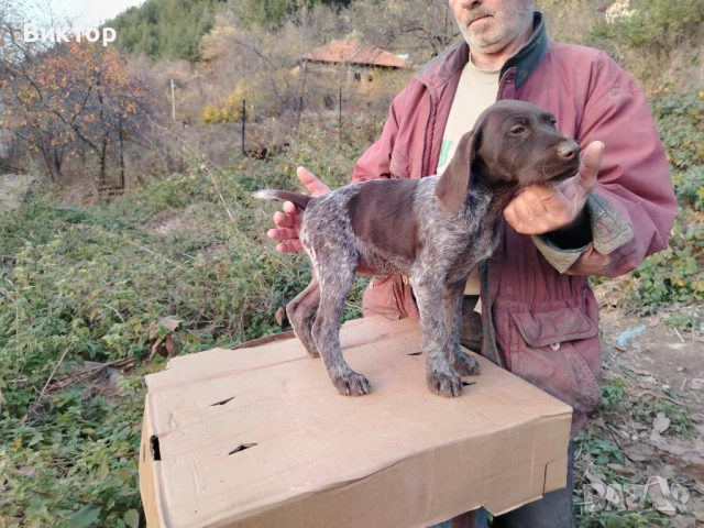 Продавам дратхаарчета , снимка 7 - Дратхаар - 49896713