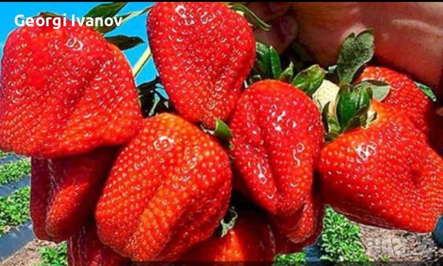  ягуди и малини, снимка 11 - Разсади - 53695437