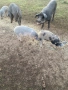 Продавам малки прасета, снимка 3