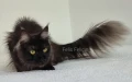 Мейн кун Мейн Куун коте Maine Coon , снимка 5