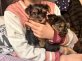 Мини йорки , снимка 3