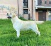 Labrador retriever puppies - Astorela kennel, снимка 7