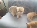 Шотландски котета златна чинчила, снимка 14