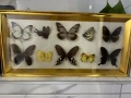 Рамка с екзотични пеперуди Азия, снимка 11