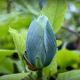 Магнолия Blue Babe (Magnolia acuminata ‘Blue Baby’), снимка 2