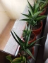 сансевиера големи растения, различни видове, снимка 1