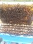 Пчелни отводки 2024г.                        , снимка 1 - За пчели - 45974508