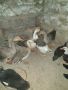 лебедови и обикновени гъски, снимка 1