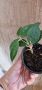 Хоя Parasitica black margin, снимка 1 - Стайни растения - 45155976