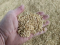 Продавам Пшеница и Овес, реколта 2025г., снимка 5