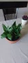 Сансевиери различни и спатифилум , снимка 6