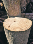 Пауловния / Paulownia сурова дървесина за обработка дърворезба бичене украса декор, снимка 1
