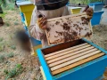 Пчелна рамка с мед, снимка 4