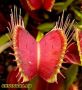 100 семена Венерина мухоловка Dionaea muscipula Семена Мухоловка Бонсай месоядно растение яде насеко, снимка 3