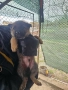 Продавам немски овчарки, снимка 5