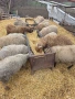 20 броя млади овце от месодайни породи, снимка 8