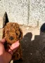 Poodle Toy/Пудел Той, снимка 1