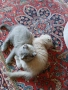шотландски котки, снимка 8