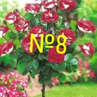 Продавам рози, снимка 12 - Градински цветя и растения - 45108981