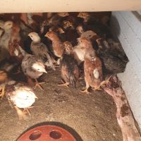 легхорн, leghorn ,пилета и ярки, снимка 2 - Кокошки и пуйки - 45254632