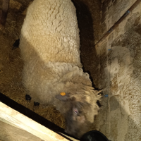 Продавам голям коч от Варненска област , снимка 7 - Овце - 42068196