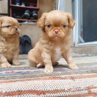 Малки кученца пекинези, снимка 4 - Пекинез - 45595614