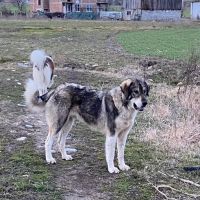 Българско овчарско куче, снимка 4 - Каракачанска овчарка - 45542338