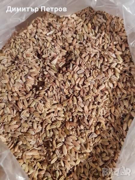 Гръцки анасон, снимка 1