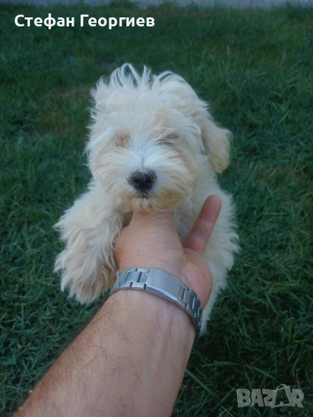 малтипу, снимка 1