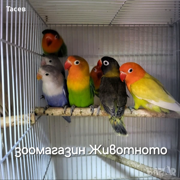 Неразделки, снимка 1