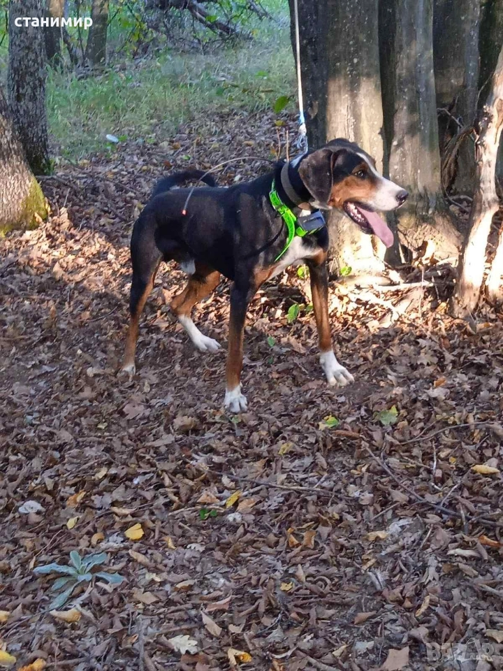 трицветно гонче, снимка 1