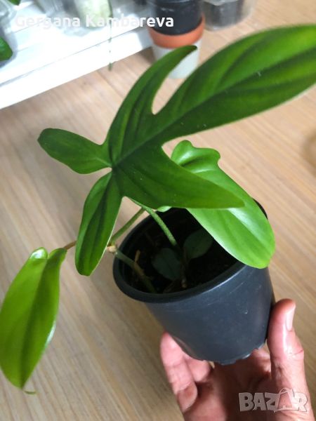 Philodendron Florida ghost , снимка 1