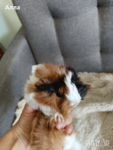 Женско и мъжко морско свинчето , снимка 1