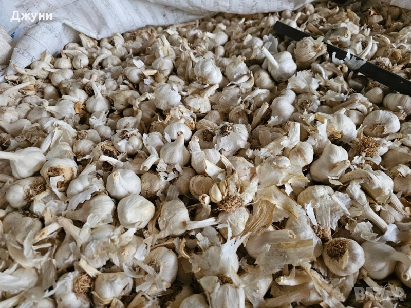 чесън за садене , снимка 1