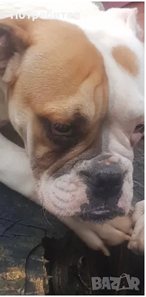 Английски булдог - женско, снимка 1